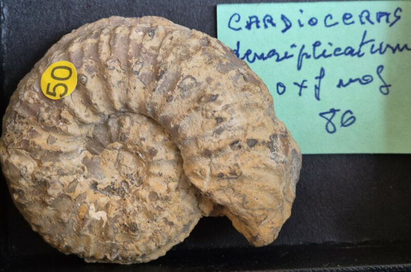 Cardioceras densiplicatum