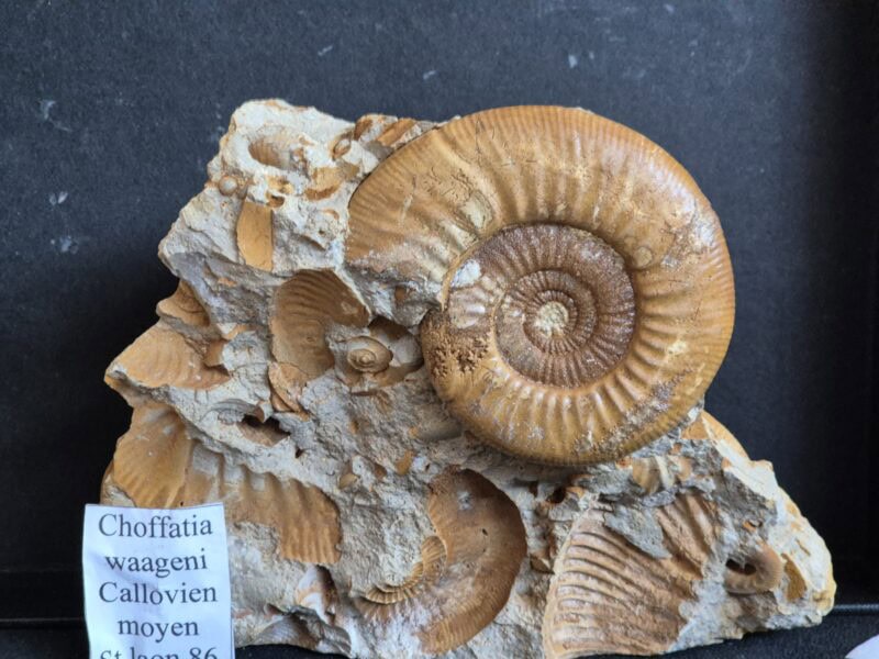 Choffatia waageni Callovien