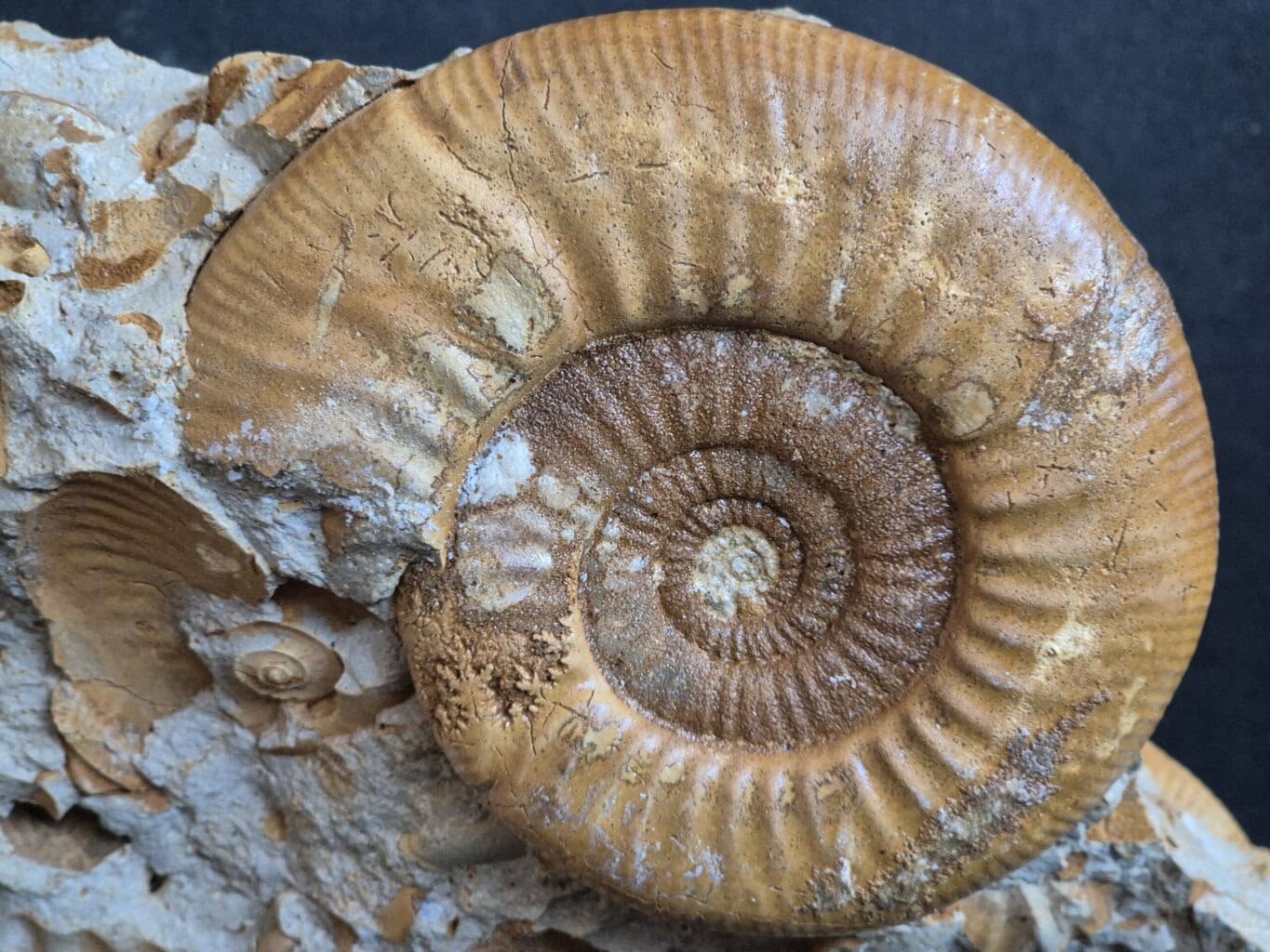 Choffatia waageni Callovien