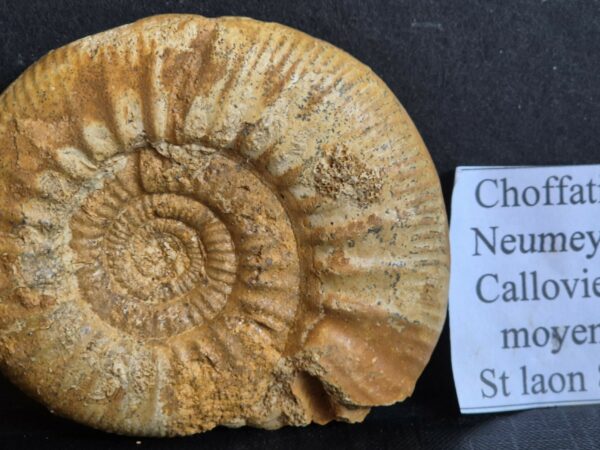 Choffatia neumeyri