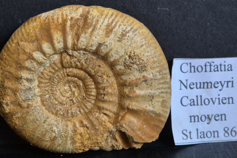 Choffatia neumeyri