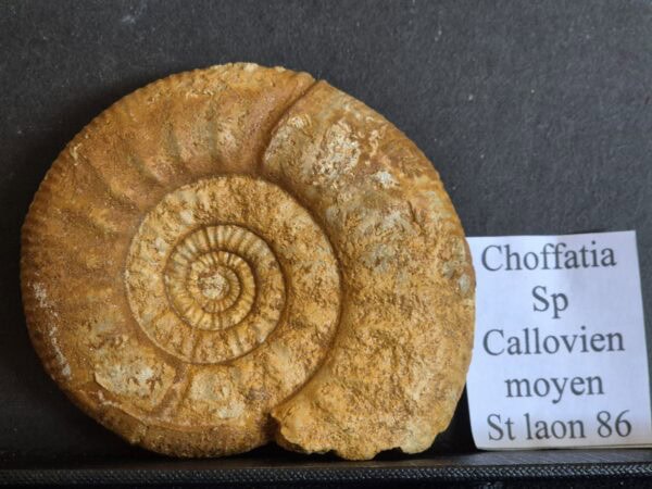Choffatia sp