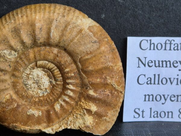 Choffatia neumeyri Callovien