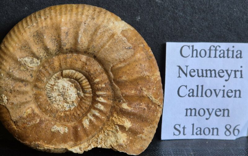 Choffatia neumeyri Callovien