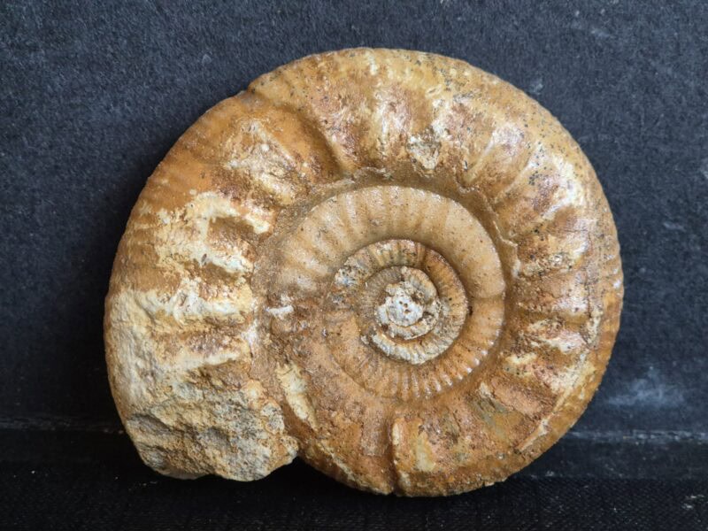 Choffatia recuperoi