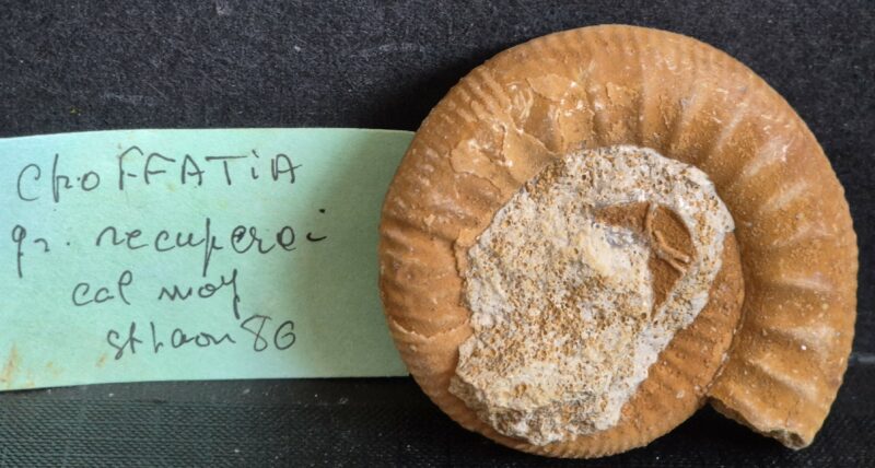 Choffatia recuperoi