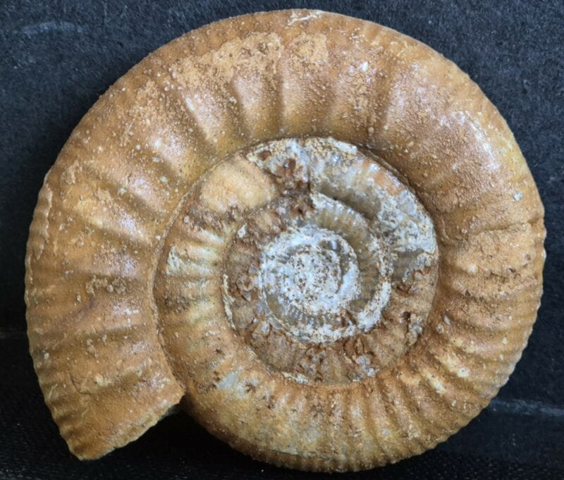 Choffatia Callovien1