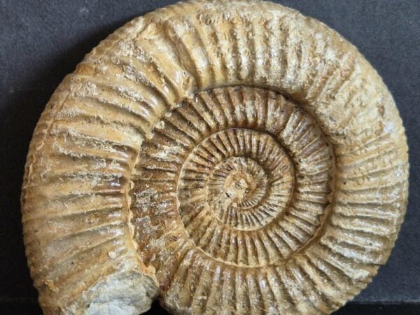 Dichomotoceras crassus