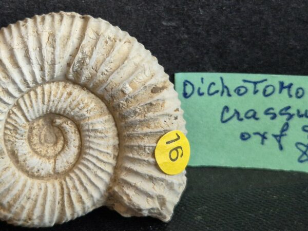 Dichomotoceras crassus1
