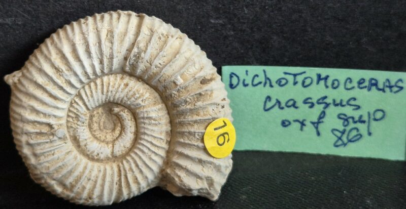 Dichomotoceras crassus1