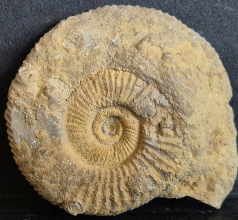 Dichomotoceras