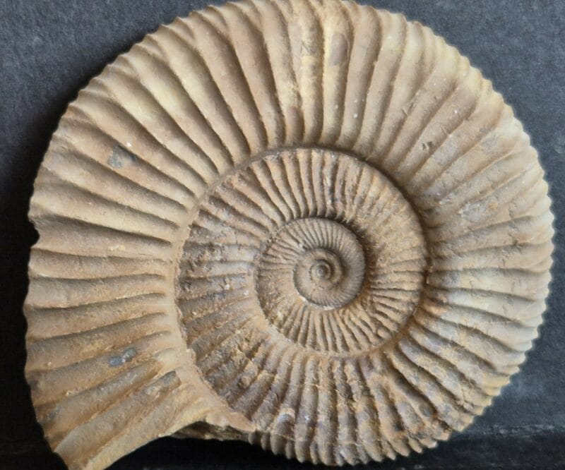 Dichomotoceras