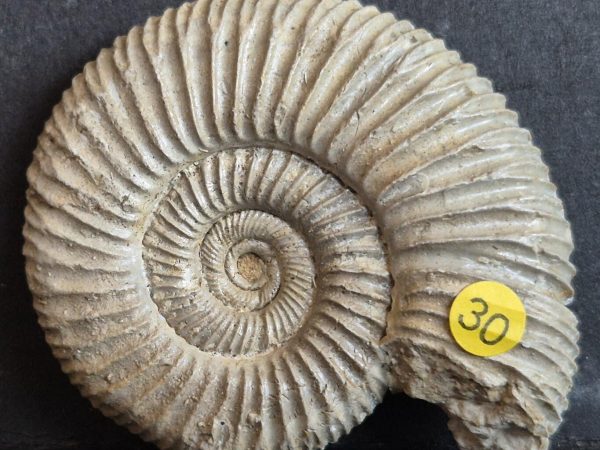 dichomotoceras1