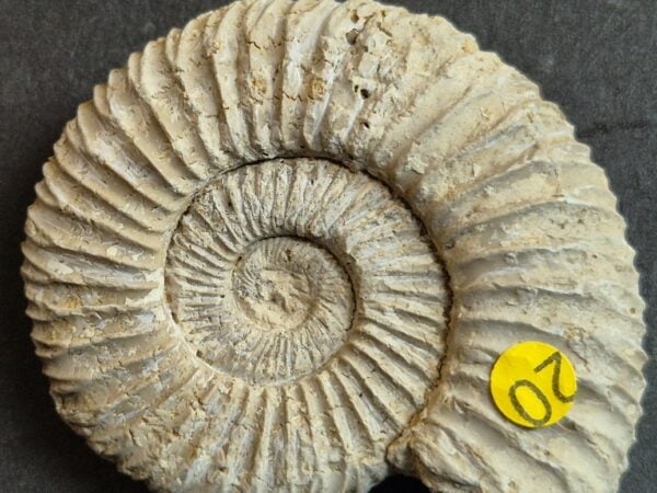 Dichomotoceras bifurcatoides