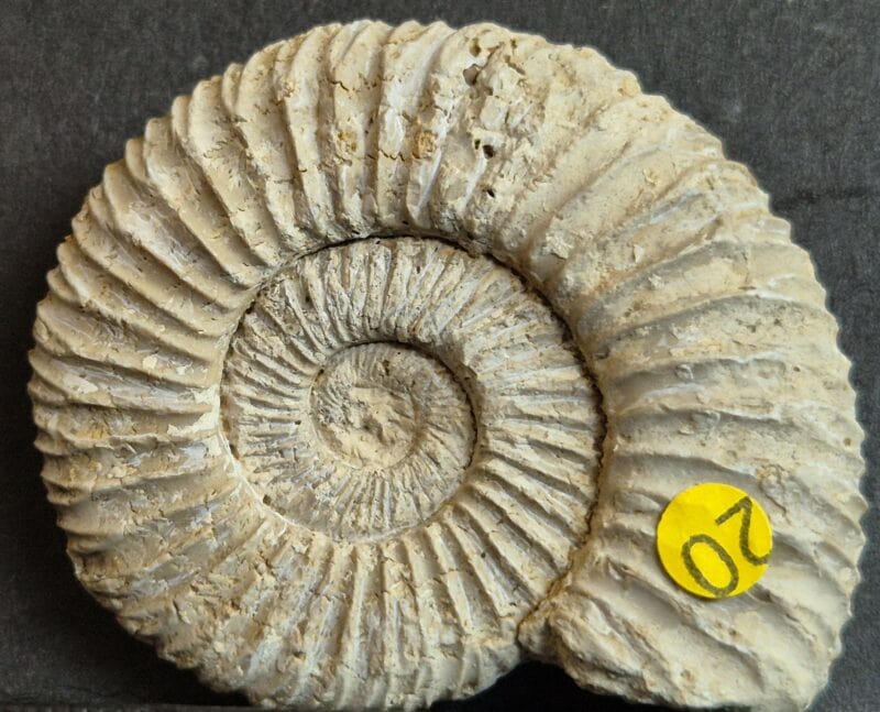 Dichomotoceras bifurcatoides