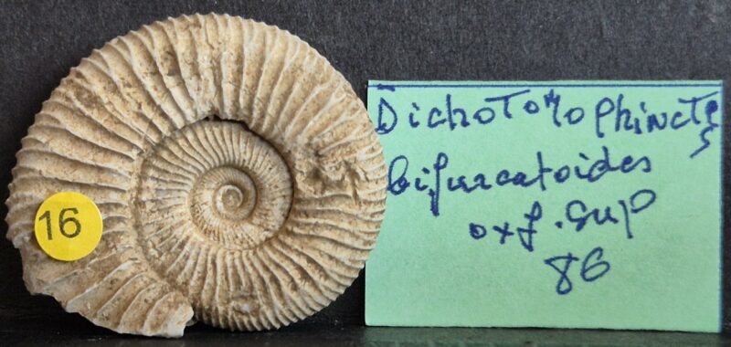 Dichomotoceras bifurcatoides1