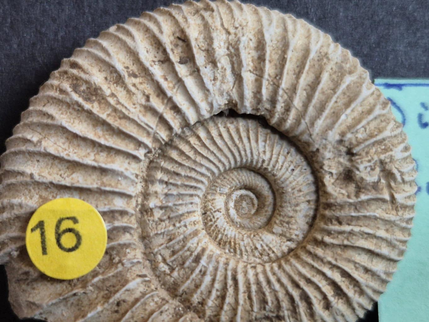 Dichomotoceras bifurcatoides1