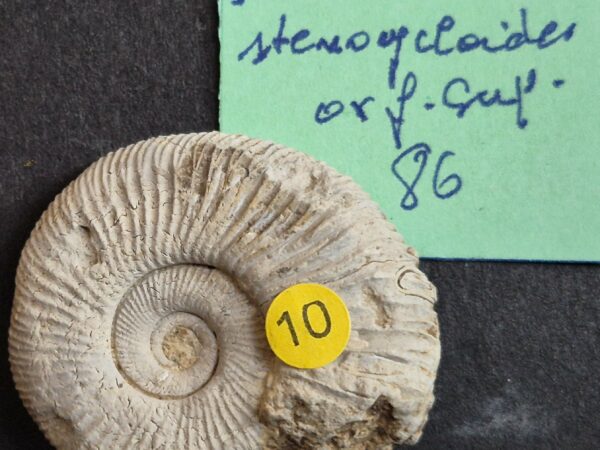 Dichomotoceras stenocycloides