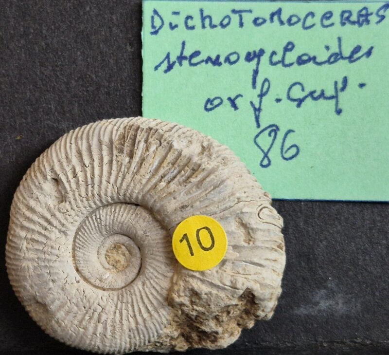 Dichomotoceras stenocycloides