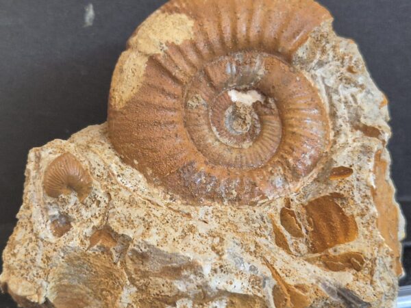 Choffatia et Oecopthycus