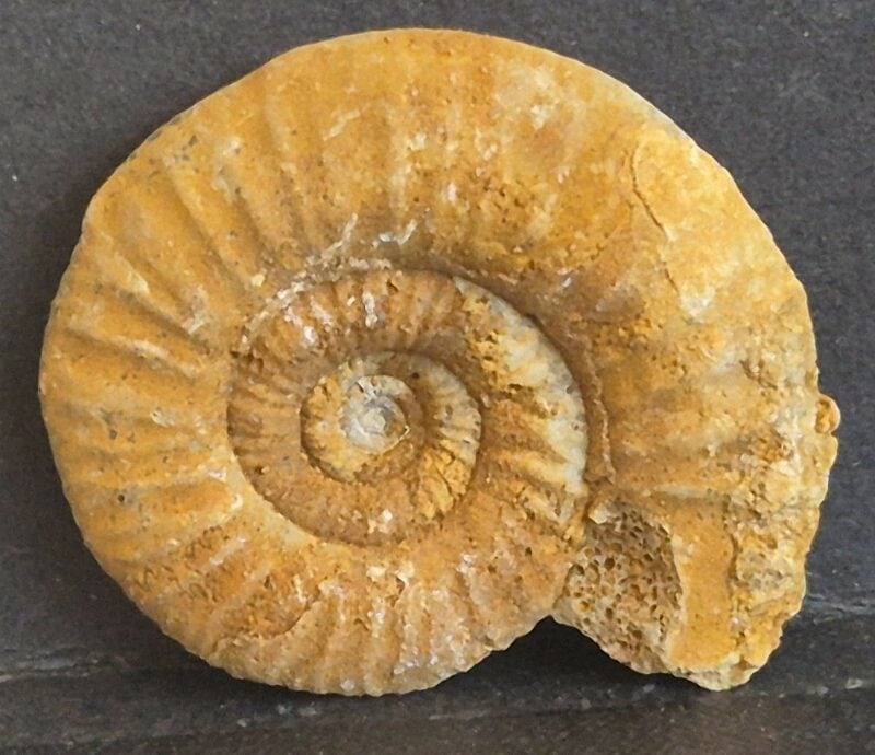 Choffatia apophyse juguale