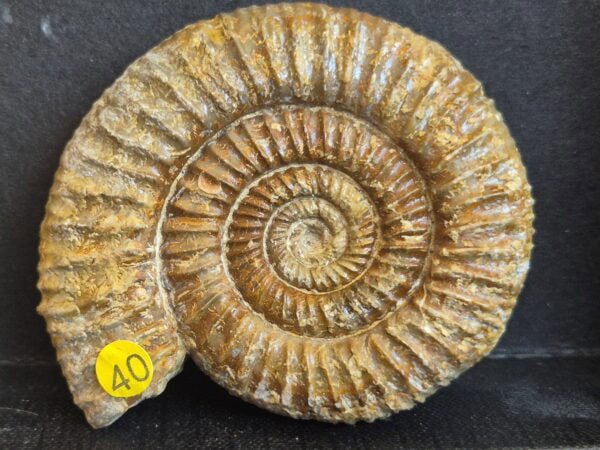 Perisphinctes nectobrigensis