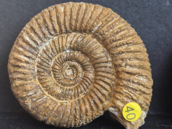 Perisphinctes necto