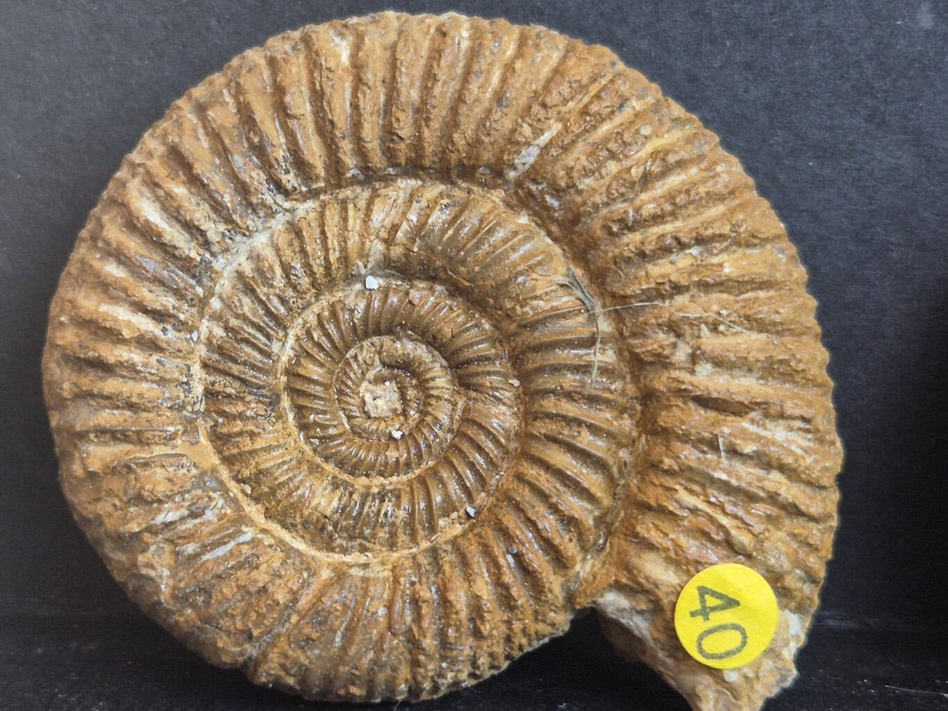 Perisphinctes necto