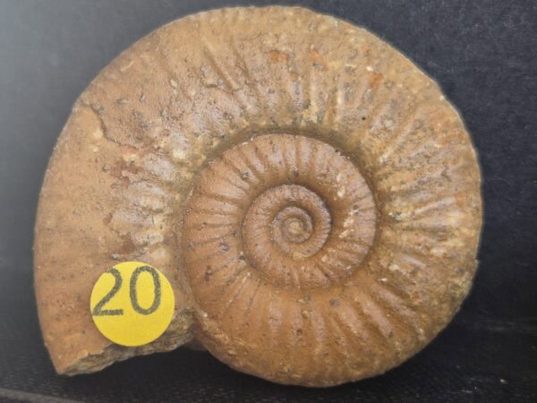 Perisphinctes Jurassique