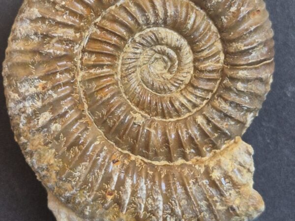 Otosphinctes nectobrigensis