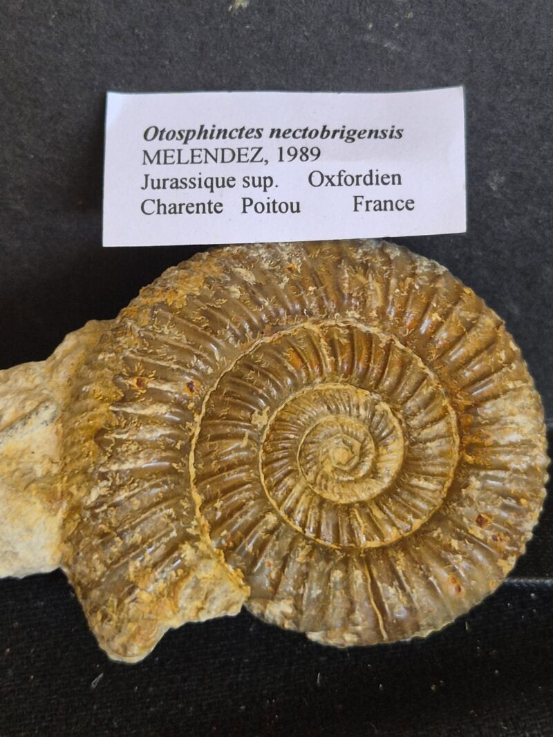 Otosphinctes nectobrigensis
