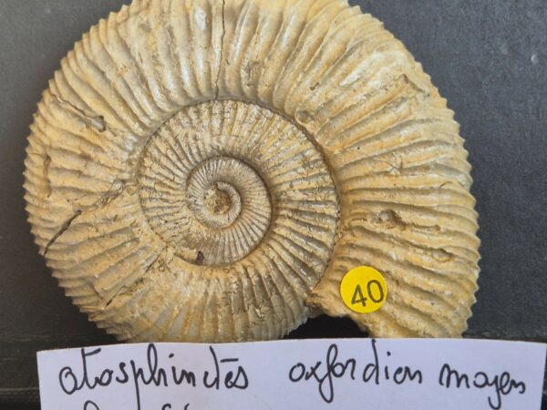 Otosphinctes Poitou