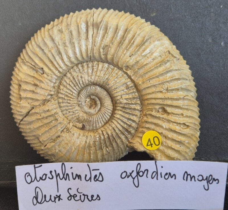 Otosphinctes Poitou