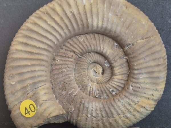 Otosphinctes Oxfordien