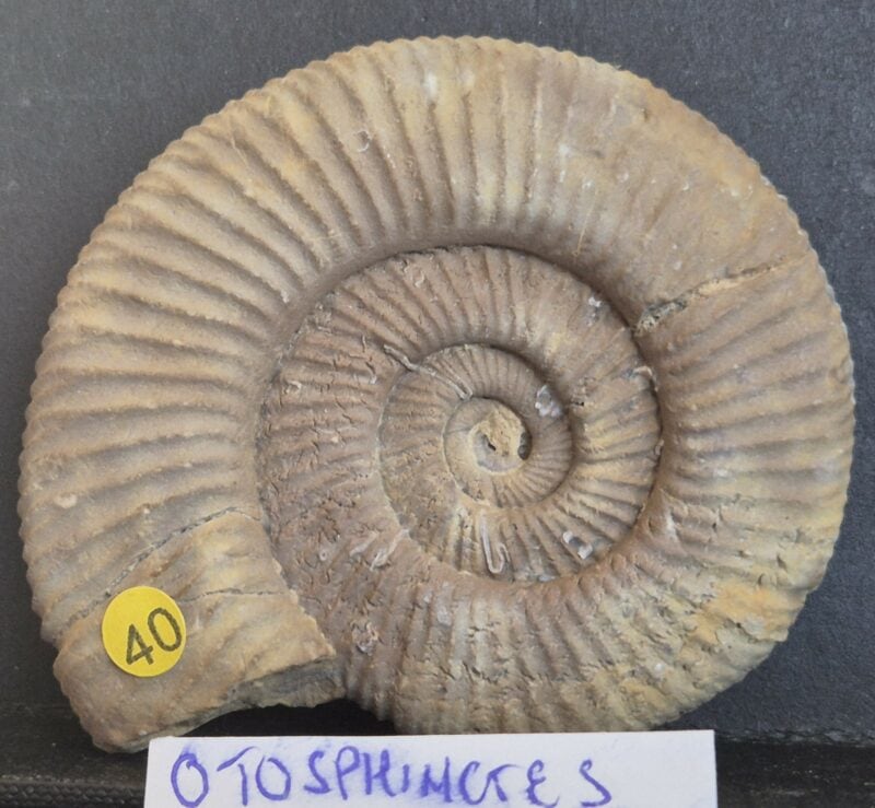Otosphinctes Oxfordien