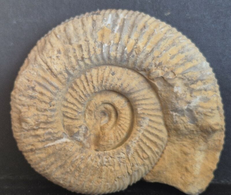 Otosphinctes Oxfordien