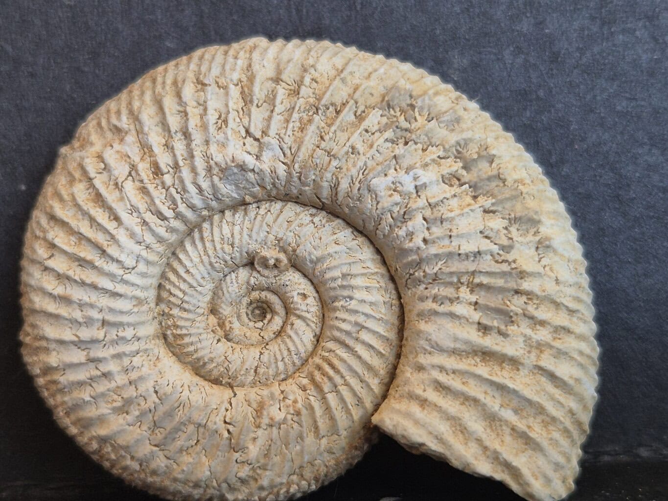 Otosphinctes sorlinensis
