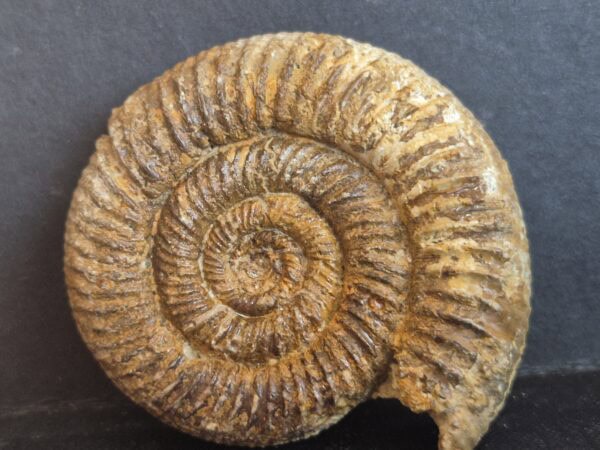 Vermisphinctes