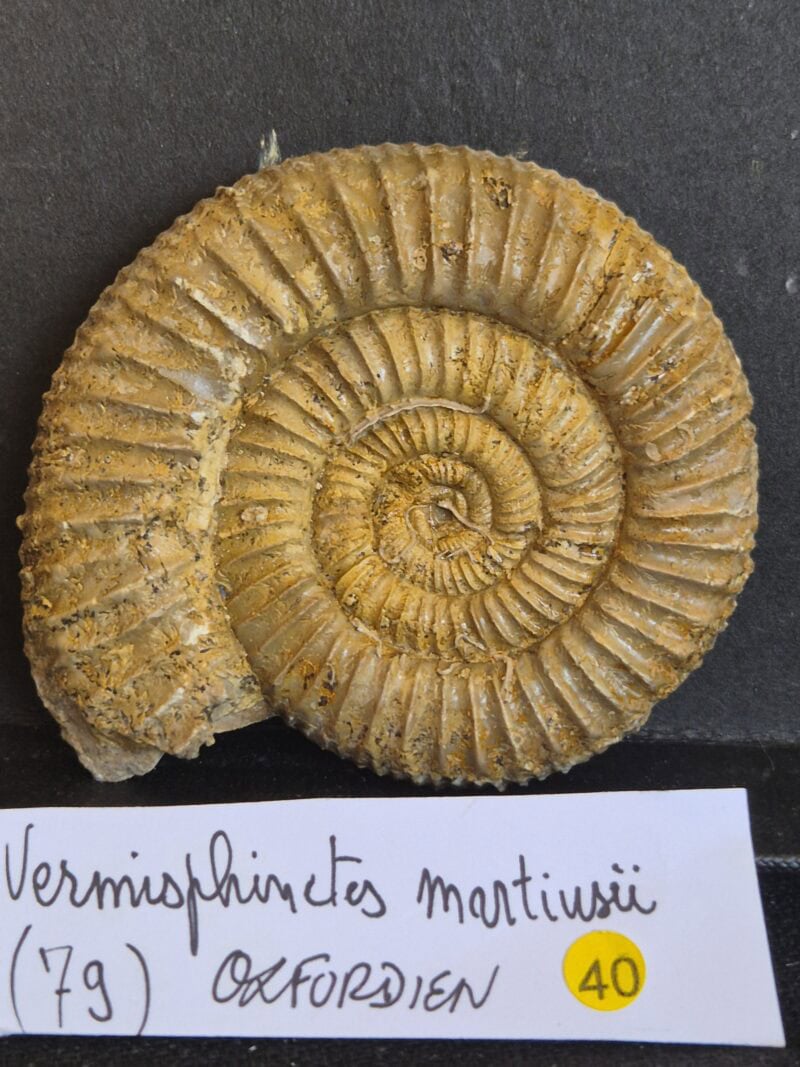 ermisphinctes martiusis