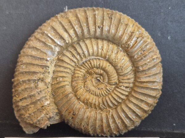 ermisphinctes martiusis