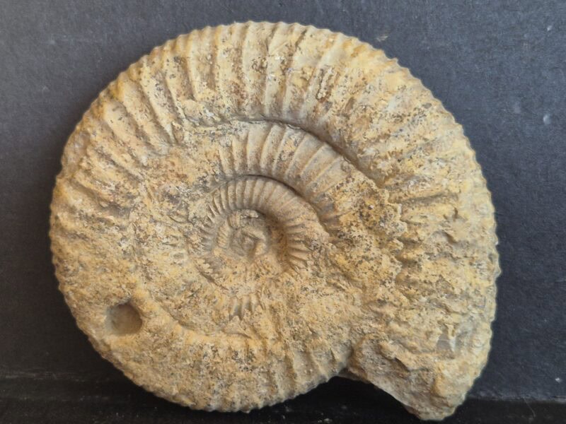 Vermisphinctes martiusis