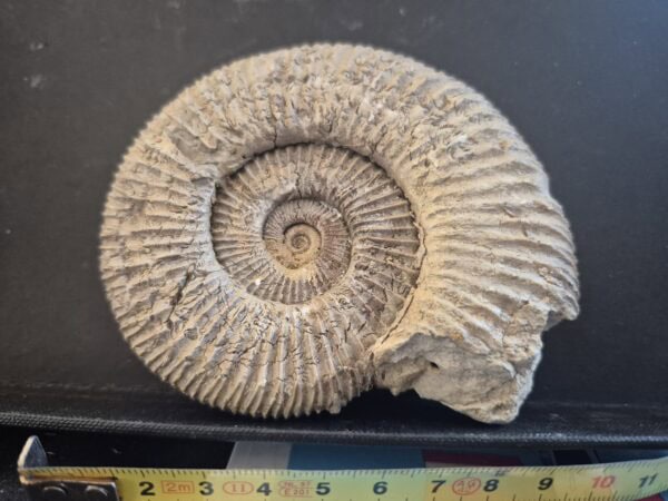 Dichomotoceras bifurcatoides Oxfordien