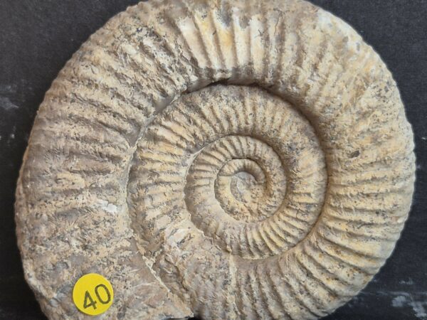 Perisphinctes oxfordien