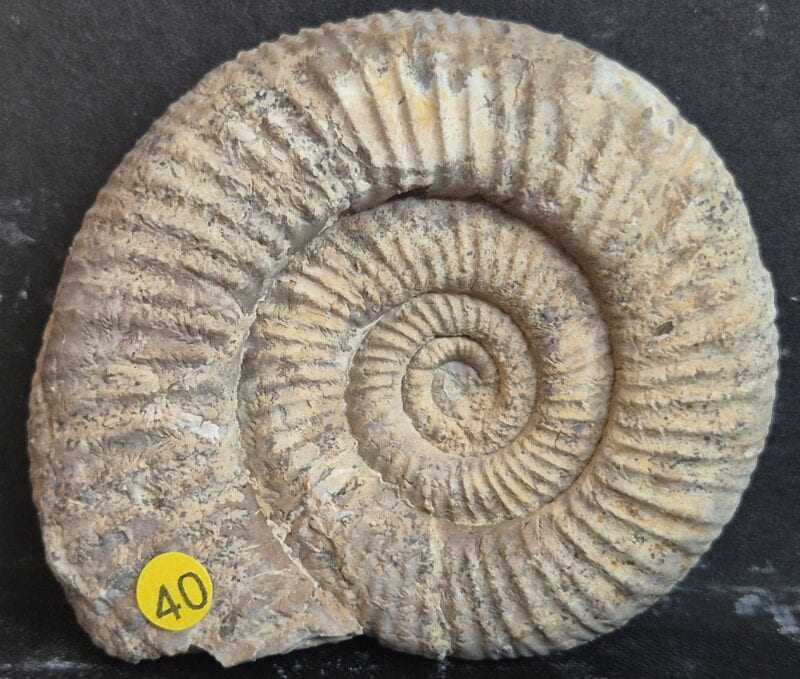 Perisphinctes oxfordien