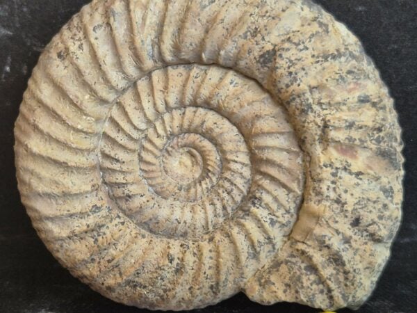 Perisphinctes Jurassique