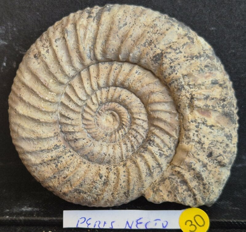Perisphinctes Jurassique