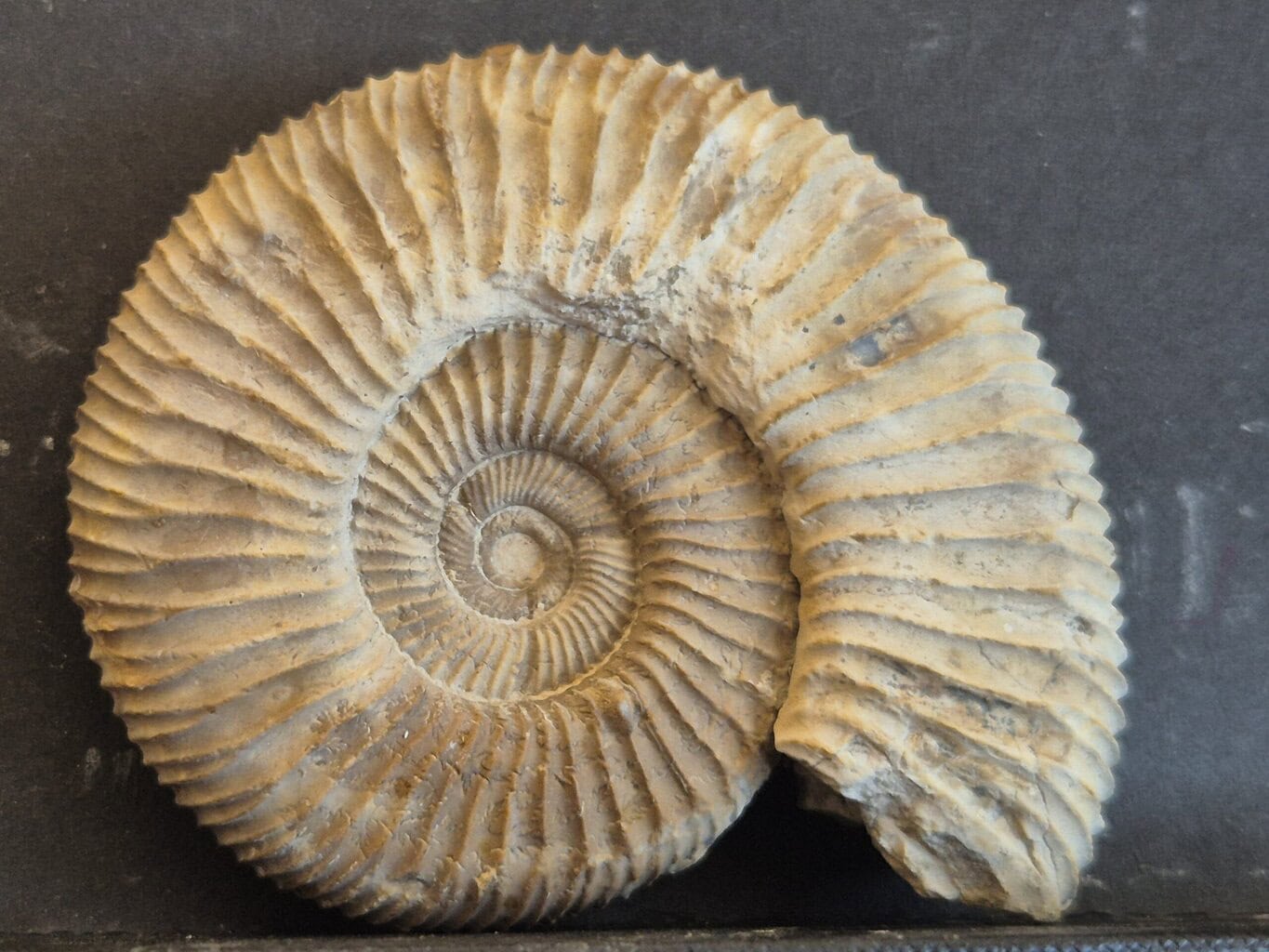 Dichomotoceras bifurcatoides Poitou
