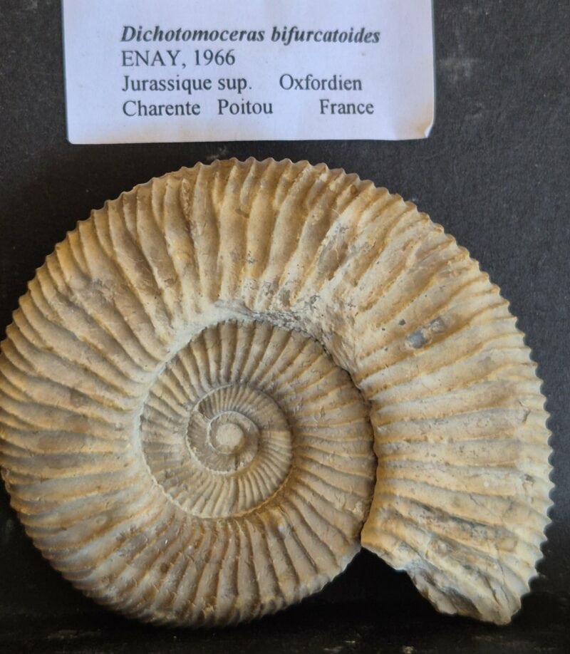 Dichomotoceras bifurcatoides Poitou