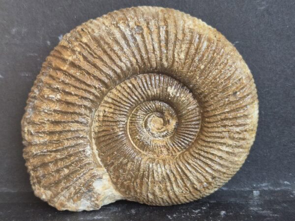 Dichomotoceras bifurcatoides Vienne