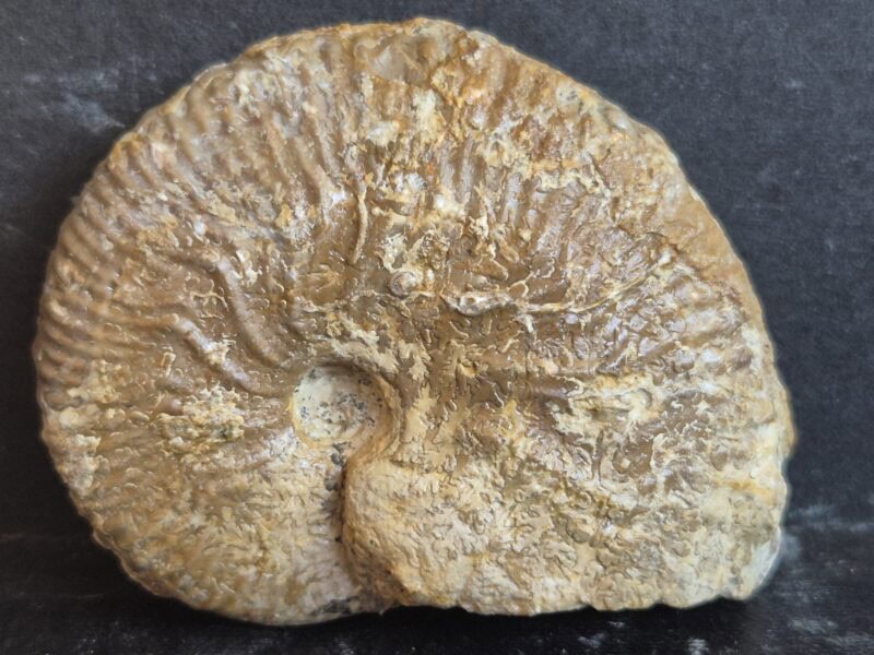 Taramelliceras